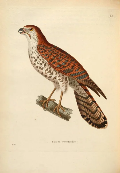 Sokol Nouveau Recthe Planches Coloriees Oiseaux 1850 — Stock fotografie