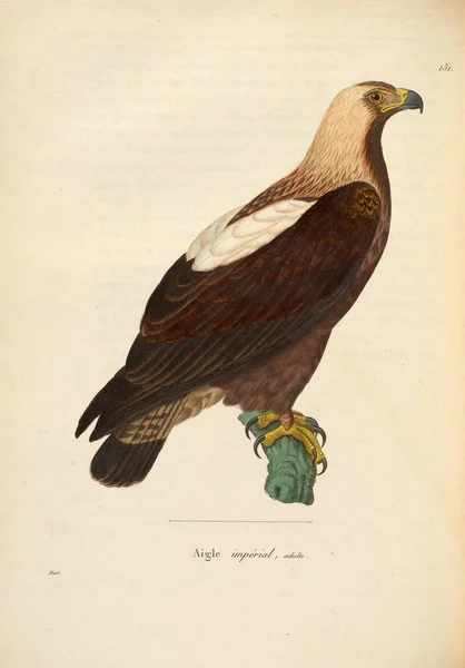 Иллюстрация Хищной Птицы Nouveau Recueil Planches Coloriees Oiseaux 1850 — стоковое фото