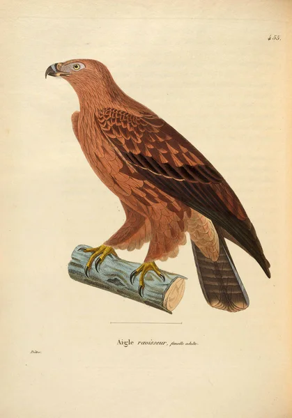 Ilustracja Ptaków Drapieżnych Nouveau Recueil Planches Coloriees Oiseaux 1850 — Zdjęcie stockowe