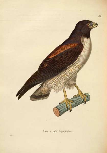 Illustratie Van Een Roofvogel Nouveau Recueil Planches Coloriees Oiseaux 1850 — Stockfoto