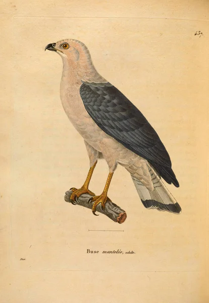 Ilustracja Ptaków Drapieżnych Nouveau Recueil Planches Coloriees Oiseaux 1850 — Zdjęcie stockowe