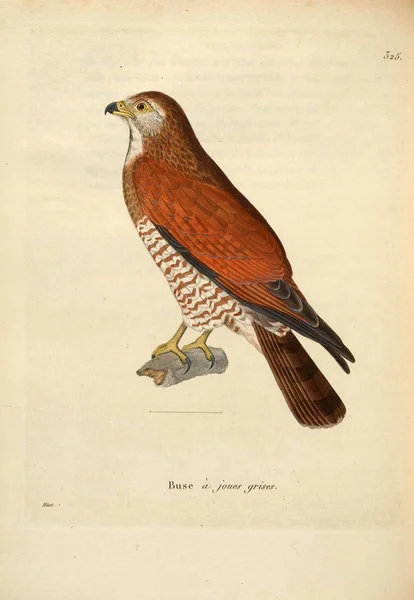 Illustratie Van Een Roofvogel Nouveau Recueil Planches Coloriees Oiseaux 1850 — Stockfoto