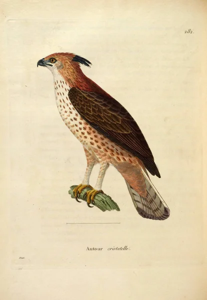 Illustrazione Rapace Nouveau Recueil Planches Coloriees Oiseaux 1850 — Foto Stock