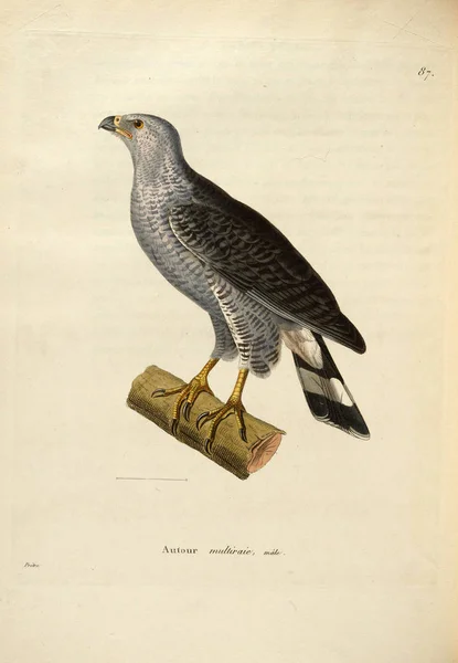 Illustratie Van Een Roofvogel Nouveau Recueil Planches Coloriees Oiseaux 1850 — Stockfoto