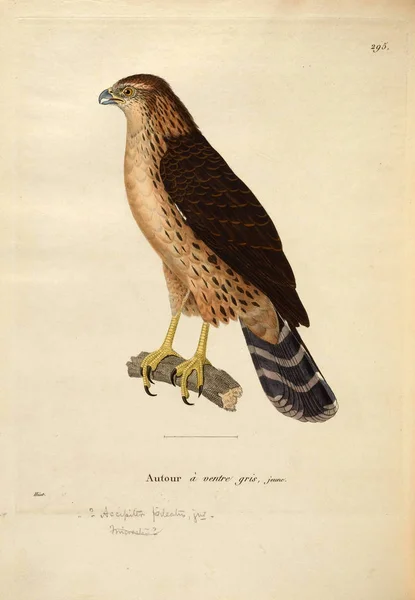 Illustratie Van Een Roofvogel Nouveau Recueil Planches Coloriees Oiseaux 1850 — Stockfoto