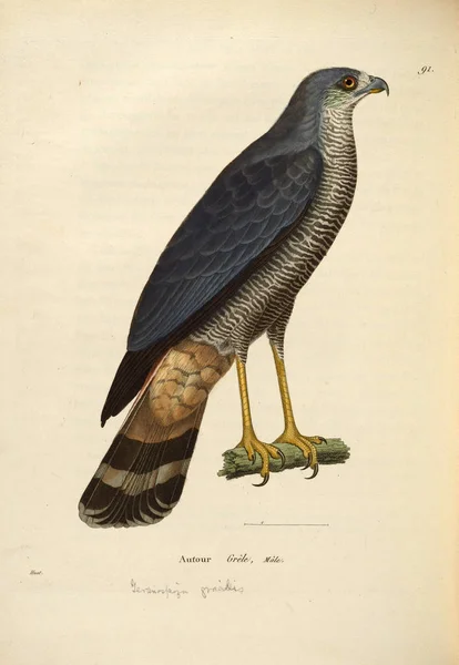 Illustratie Van Een Roofvogel Nouveau Recueil Planches Coloriees Oiseaux 1850 — Stockfoto