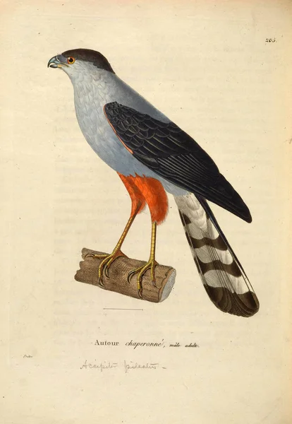 Illustratie Van Een Roofvogel Nouveau Recueil Planches Coloriees Oiseaux 1850 — Stockfoto