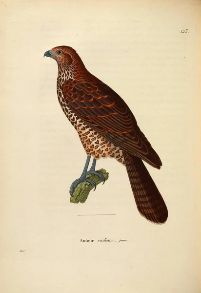 Εικονογράφηση Ενός Πουλιού Του Θηράματος Nouveau Ληφθούν Planches Coloriees Oiseaux — Φωτογραφία Αρχείου