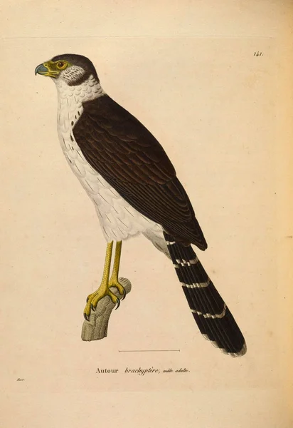 Illustration Rovfågel Nouveau Recueil Planches Coloriees Oiseaux 1850 — Stockfoto