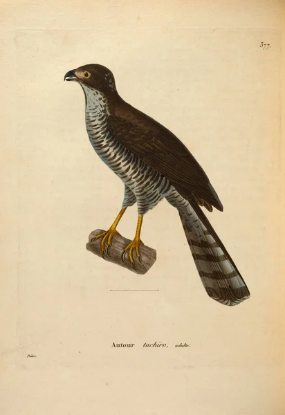 Illustration Bird Prey Nouveau Recueil Planches Coloriees Oiseaux 1850 — Stock Photo, Image