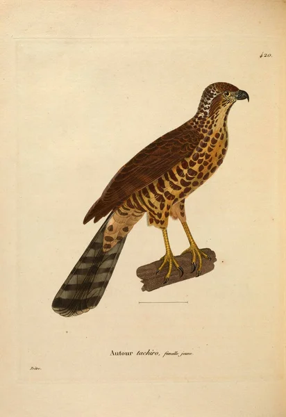 Ilustración Ave Rapiña Nouveau Recueil Planches Coloriees Oiseaux 1850 —  Fotos de Stock