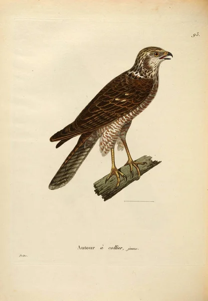 Ілюстрація Птаха Здобичі Новелоу Релей Планшети Кольори Oiseaux 1850 — стокове фото