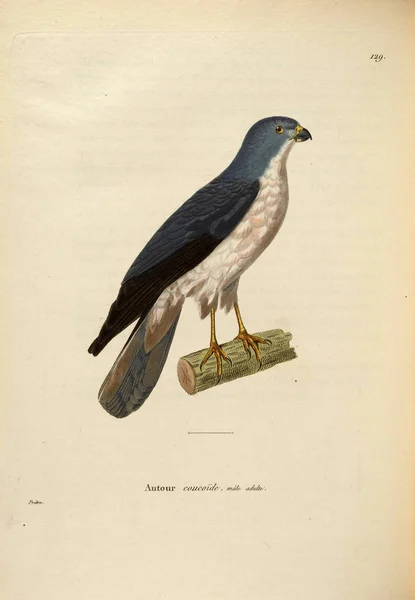 Illustrazione Rapace Nouveau Recueil Planches Coloriees Oiseaux 1850 — Foto Stock