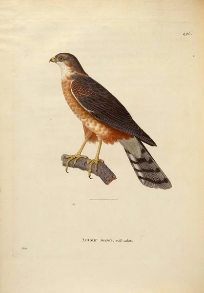 Ilustração Pássaro Rapina Nouveau Recueil Planches Coloriees Oiseaux 1850 — Fotografia de Stock
