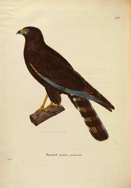 Иллюстрация Хищной Птицы Nouveau Recueil Planches Coloriees Oiseaux 1850 — стоковое фото