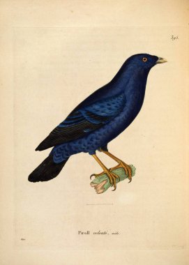 Bir kuş tasviri. Yeni ahşap recueil de planches coloriees d 'oiseaux 1850