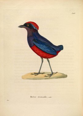 Bir kuş tasviri. Yeni ahşap recueil de planches coloriees d 'oiseaux 1850