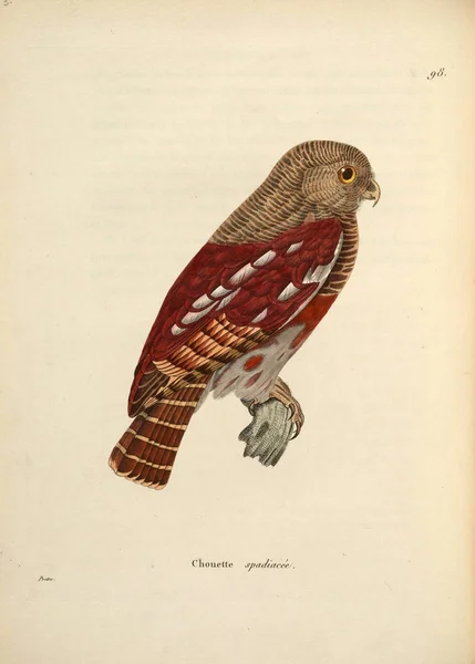 Εικονογράφηση Κουκουβάγιας Nouveau Recueil Planches Coloriees Oiseaux 1850 — Φωτογραφία Αρχείου