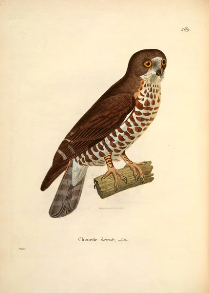 Ilustracja Sowy Secesyjny Recueil Planches Coloriees Oiseaux 1850 — Zdjęcie stockowe