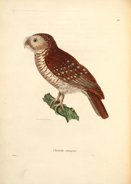 Illustratie Van Uil Nouveau Recueil Planches Coloriees Oiseaux 1850 — Stockfoto