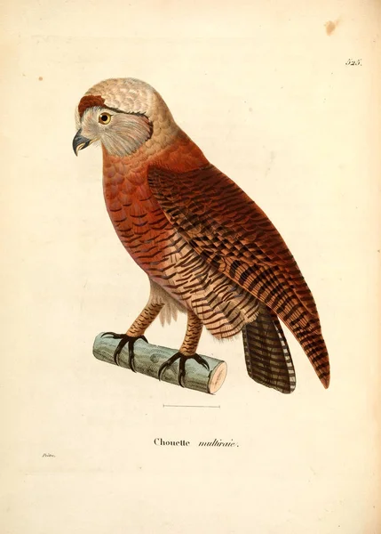 Ilustracja Sowy Secesyjny Recueil Planches Coloriees Oiseaux 1850 — Zdjęcie stockowe