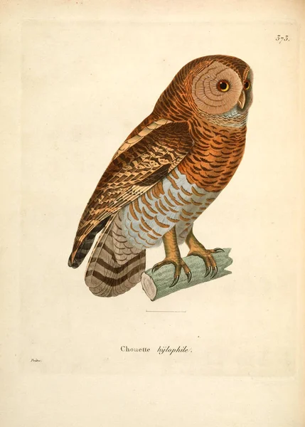 Illustration Hibou Nouveau Recueil Planches Coloriees Oiseaux 1850 — Photo