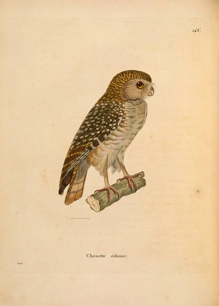 Ilustracja Sowy Secesyjny Recueil Planches Coloriees Oiseaux 1850 — Zdjęcie stockowe