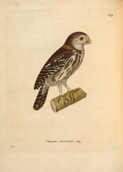 Иллюстрация Совы Nouveau Recueil Planches Coloriees Oiseaux 1850 — стоковое фото
