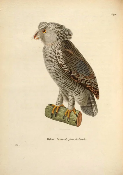 Ilustracja Sowy Secesyjny Recueil Planches Coloriees Oiseaux 1850 — Zdjęcie stockowe