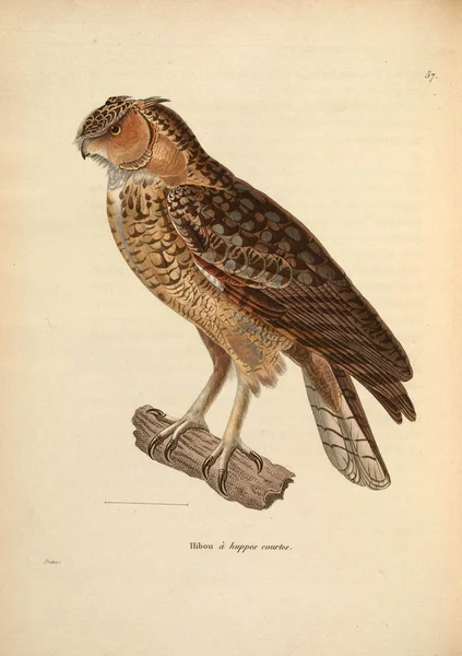 Baykuş Tasviri Yeni Ahşap Recueil Planches Coloriees Oiseaux 1850 — Stok fotoğraf