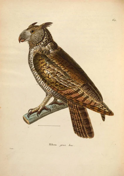 Ilustracja Sowy Secesyjny Recueil Planches Coloriees Oiseaux 1850 — Zdjęcie stockowe