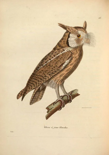 Ilustracja Sowy Secesyjny Recueil Planches Coloriees Oiseaux 1850 — Zdjęcie stockowe