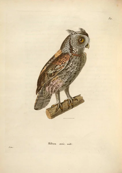 Ilustração Coruja Nouveau Recueil Planches Coloriees Oiseaux 1850 — Fotografia de Stock