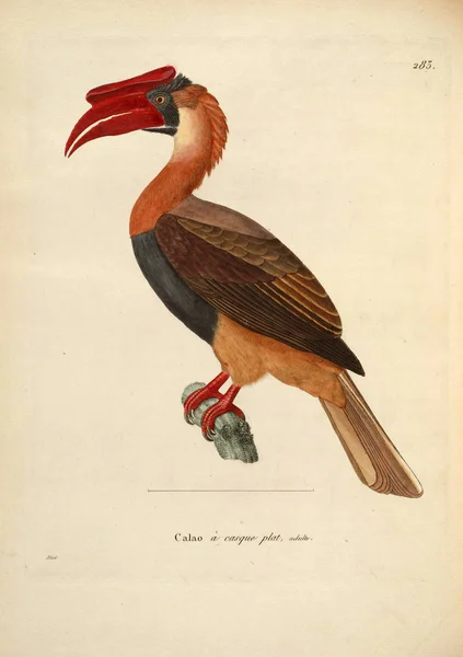 Illustration Fågel Nouveau Recueil Planches Coloriees Oiseaux 1850 — Stockfoto