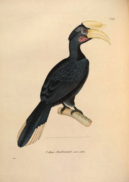 Ilustrasi Dari Seekor Burung Nouveau Recueil Planches Coloriees Oiseaux 1850 — Stok Foto