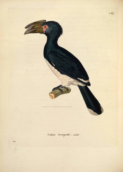 Illustratie Van Een Vogel Nouveau Recueil Planches Coloriees Oiseaux 1850 — Stockfoto