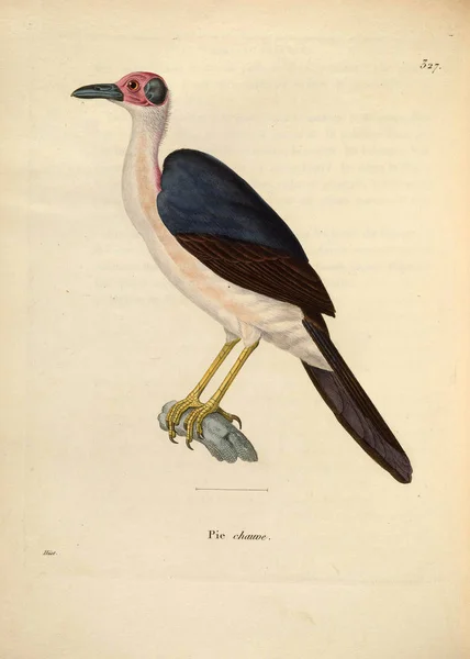 Illustration Fågel Nouveau Recueil Planches Coloriees Oiseaux 1850 — Stockfoto