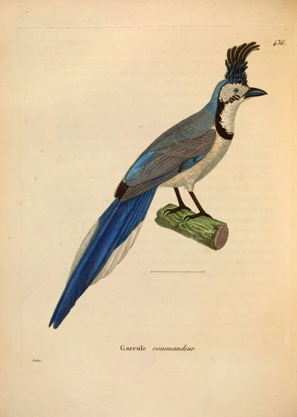 Illustratie Van Een Vogel Nouveau Recueil Planches Coloriees Oiseaux 1850 — Stockfoto