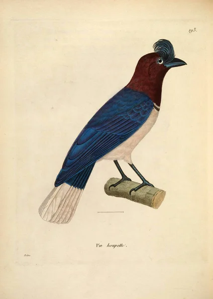 Εικονογράφηση Ενός Πουλιού Nouveau Recueil Planches Coloriees Oiseaux 1850 — Φωτογραφία Αρχείου