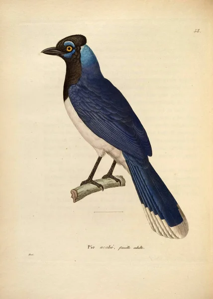 Ilustração Pássaro Nouveau Recueil Planches Coloriees Oiseaux 1850 — Fotografia de Stock