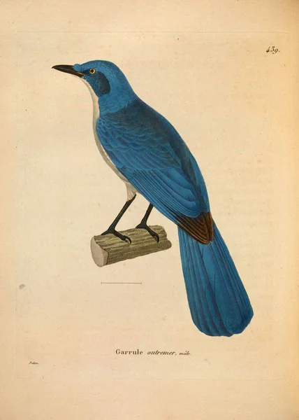 Illustration Eines Vogels Nouveau Recueil Planches Coloriees Oiseaux 1850 — Stockfoto