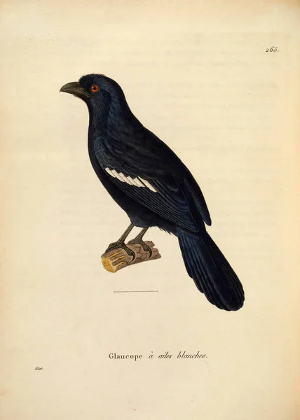Ілюстрація Птаха Новелоу Релей Планшети Кольори Oiseaux 1850 — стокове фото