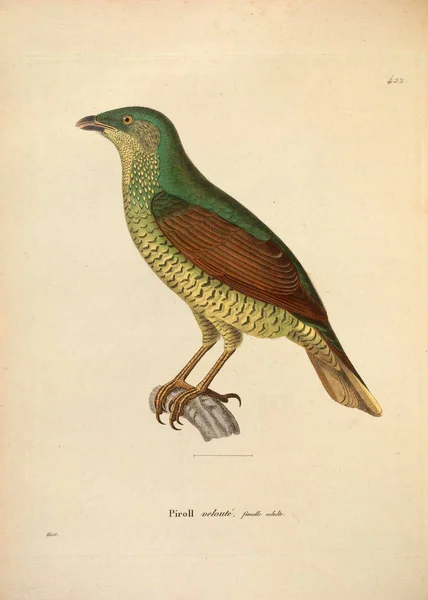 Ilustrace Ptáka Nouveau Recthe Planches Coloriees Oiseaux 1850 — Stock fotografie