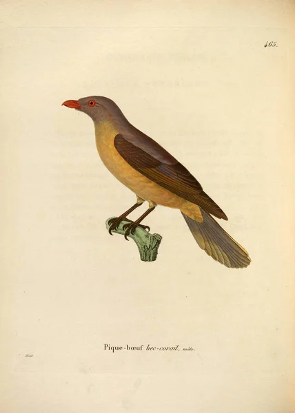 鳥のイラスト ヌーボーレキュイユ プランシュ Coloriees Oisaux 1850 — ストック写真