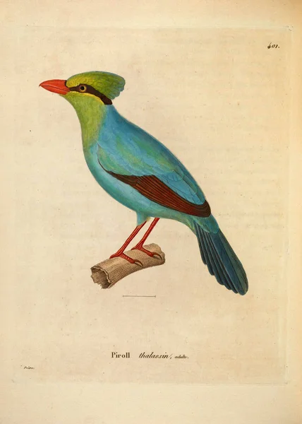 Иллюстрация Птицы Nouveau Recueil Planches Coloriees Oiseaux 1850 — стоковое фото