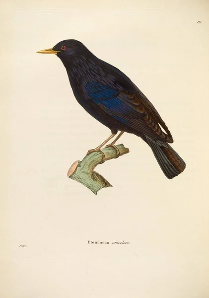 Illustration Eines Vogels Nouveau Recueil Planches Coloriees Oiseaux 1850 — Stockfoto