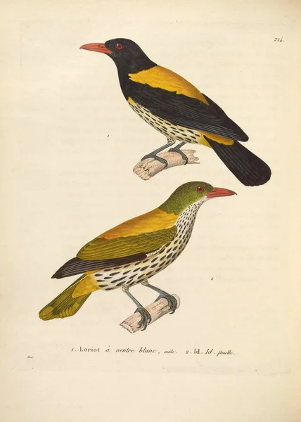 Bir Kuş Tasviri Yeni Ahşap Recueil Planches Coloriees Oiseaux 1850 — Stok fotoğraf