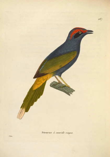 Εικονογράφηση Ενός Πουλιού Nouveau Recueil Planches Coloriees Oiseaux 1850 — Φωτογραφία Αρχείου