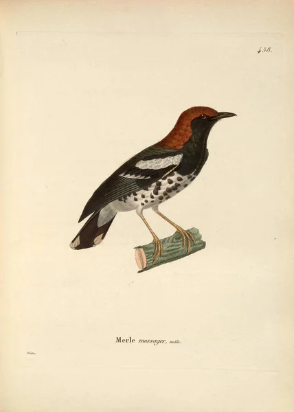 Illustration Eines Vogels Nouveau Recueil Planches Coloriees Oiseaux 1850 — Stockfoto