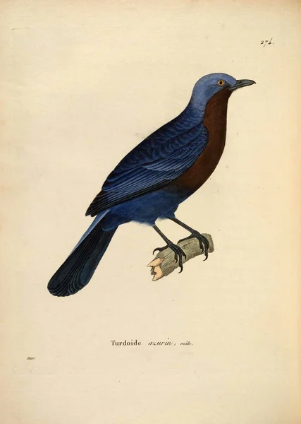 Illustration Eines Vogels Nouveau Recueil Planches Coloriees Oiseaux 1850 — Stockfoto